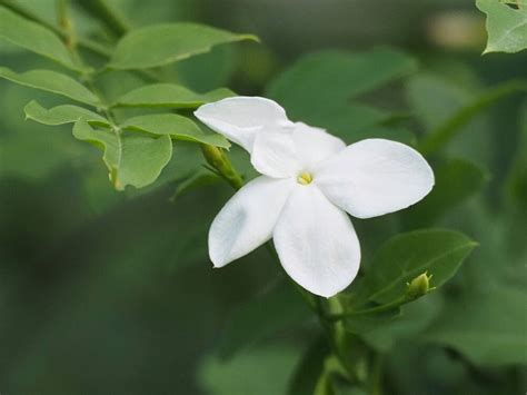 茉 莉 花|ジャスミン（茉莉花）の花言葉｜種類、花の特徴、名 